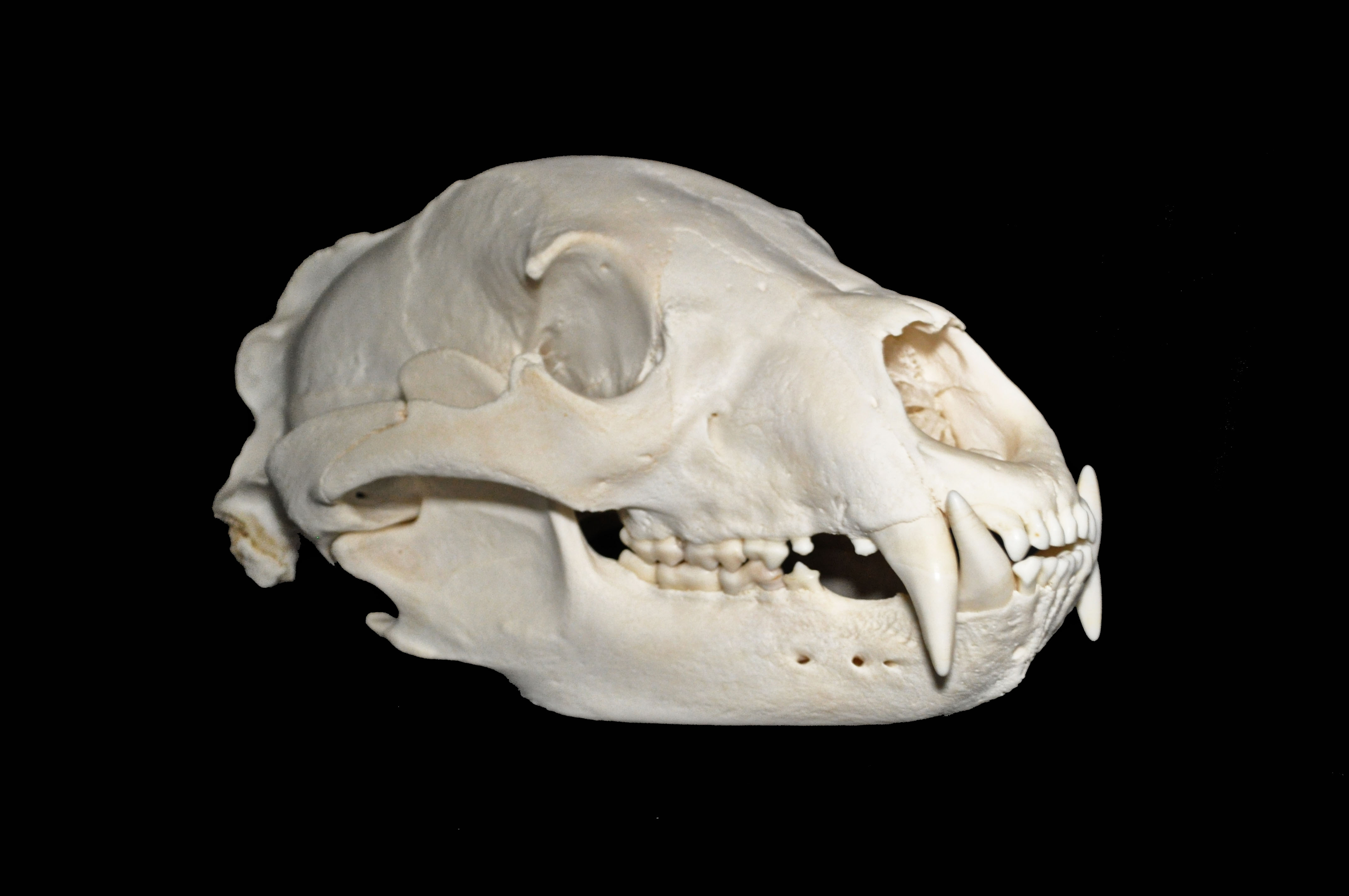 bear-skull-copy