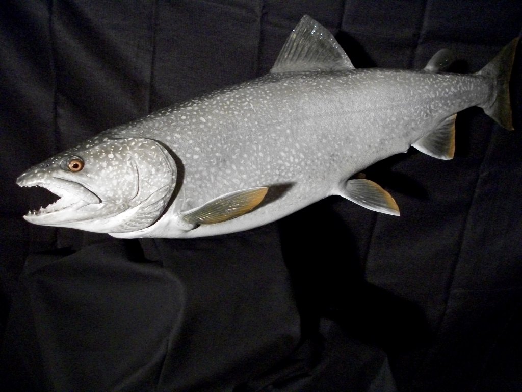 lake-trout-011
