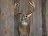 whitetail-taxidermy-pics-and-hollys-bird-001