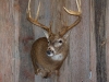 whitetail-taxidermy-pics-and-hollys-bird-002_0