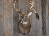 whitetail-taxidermy-pics-and-hollys-bird-003_0
