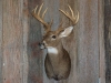 whitetail-taxidermy-pics-and-hollys-bird-004_0