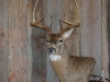 whitetail-taxidermy-pics-and-hollys-bird-005_0