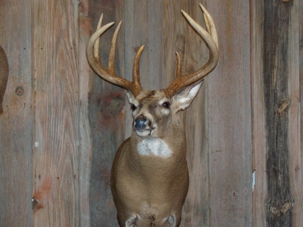whitetail-taxidermy-pics-and-hollys-bird-001
