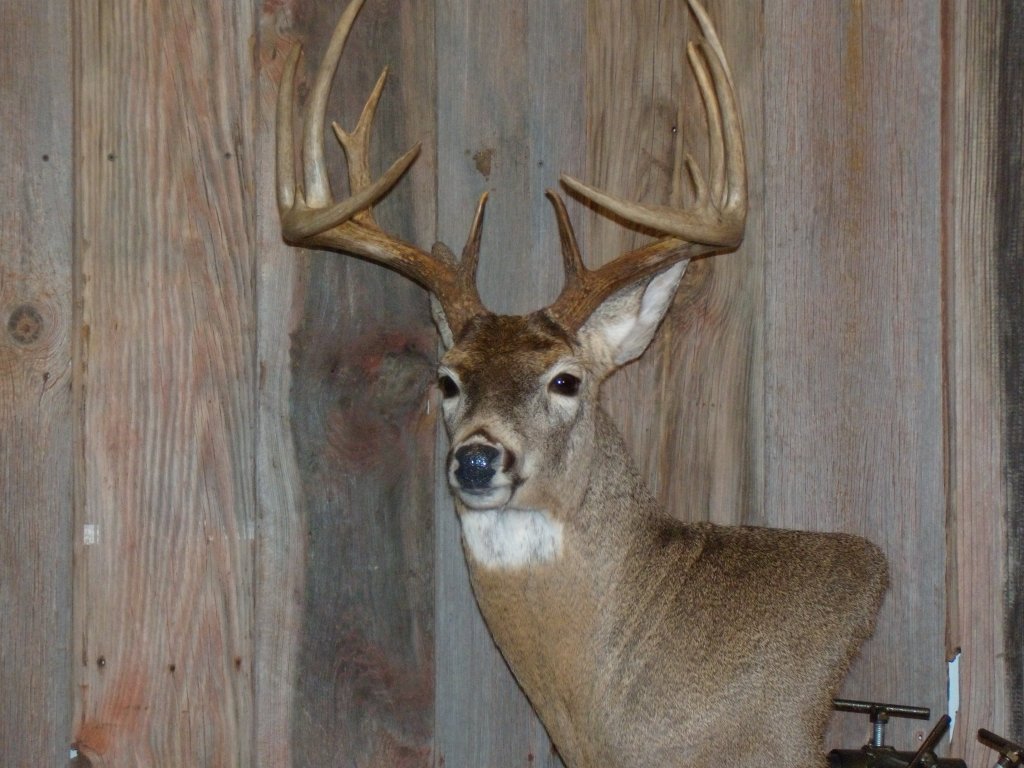 whitetail-taxidermy-pics-and-hollys-bird-005